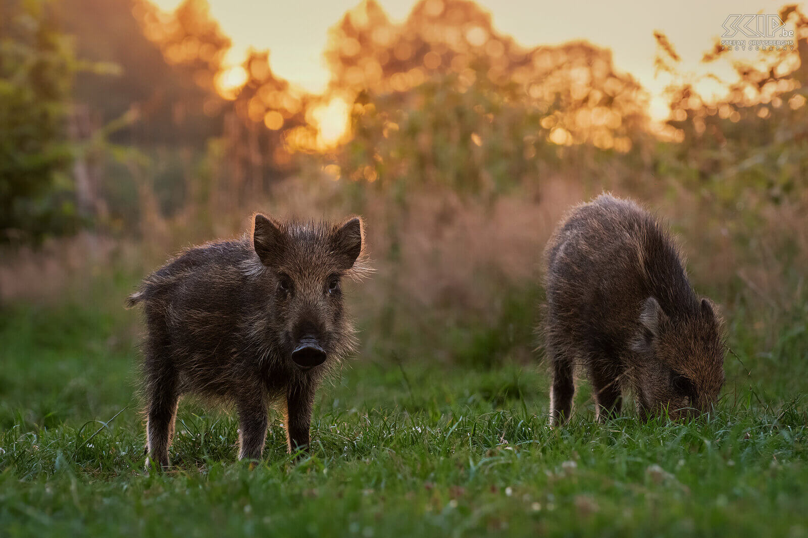 Wild boars at sunset This summer I went three times to the Belgian Ardennes an observation hut on the Plateau des Tailles near Baraque de Fraiture to photograph wild animals. Armed with my camera and short telephoto lens and a wide-angle camera that I could remotely control, I was able to take a varied series of images of the wild boars. A small group of young pigs often showed up before sunset. The big family with heavy boars and sows and also young squeakers usually only came at dusk or when it was already dark. Stefan Cruysberghs